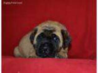 Mastiff Puppy for sale in Glasgow, KY, USA