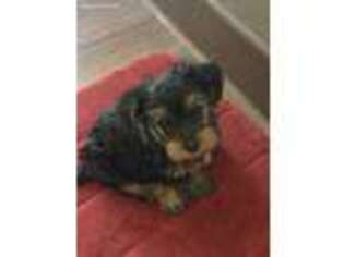 Yorkshire Terrier Puppy for sale in Chico, CA, USA