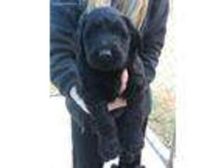 Labradoodle Puppy for sale in Samson, AL, USA