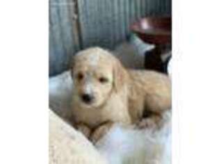 Labradoodle Puppy for sale in Hanceville, AL, USA