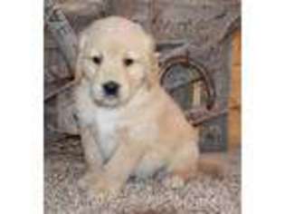Golden Retriever Puppy for sale in Boyden, IA, USA