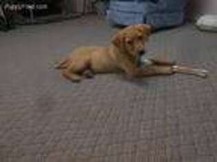 Labrador Retriever Puppy for sale in Ione, WA, USA