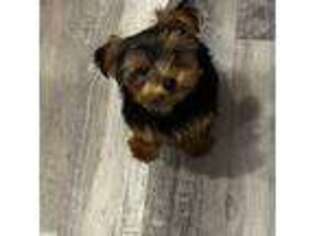 Yorkshire Terrier Puppy for sale in Thornton, CO, USA