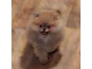 Pomeranian Puppy for sale in Bartlesville, OK, USA