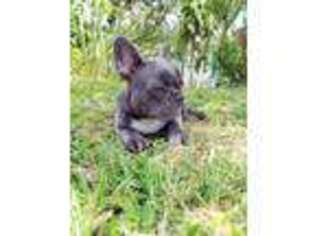 French Bulldog Puppy for sale in Hawthorne, NJ, USA