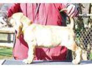 Bloodhound Puppy for sale in Morganton, NC, USA