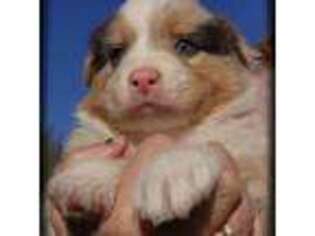Australian Shepherd Puppy for sale in Mount Clare, WV, USA