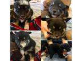 Pomeranian Puppy for sale in Kell, IL, USA