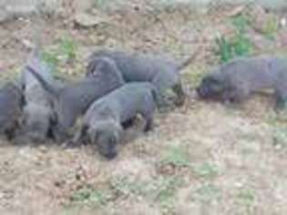 Cane Corso Puppy for sale in New Bern, NC, USA