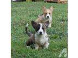 Cardigan Welsh Corgi Puppy for sale in MARYVILLE, TN, USA