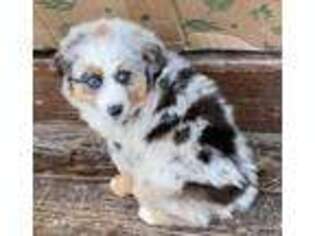 Miniature Australian Shepherd Puppy for sale in Shepherd, MT, USA