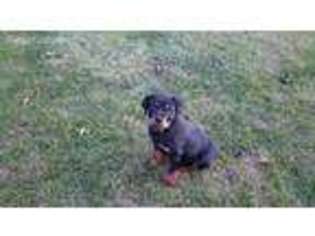 Rottweiler Puppy for sale in Garden City, MI, USA