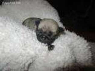 Pug Puppy for sale in Ravenna, KY, USA