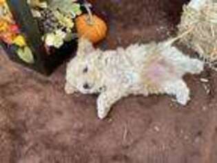Goldendoodle Puppy for sale in Las Animas, CO, USA