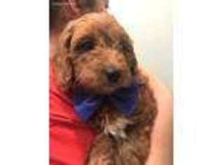 Goldendoodle Puppy for sale in Jupiter, FL, USA