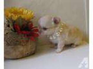 Chihuahua Puppy for sale in BRANDON, MS, USA