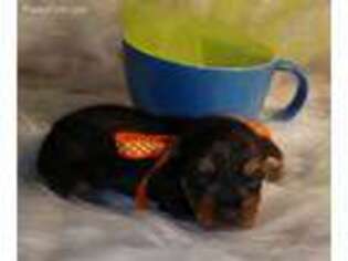 Yorkshire Terrier Puppy for sale in Barnett, MO, USA
