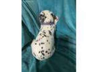Dalmatian Puppy for sale in Hampton, MN, USA