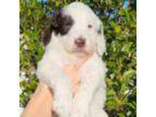 Australian Labradoodle Puppy for sale in Charleston, SC, USA