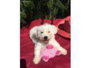 Bichon Frise Puppy for sale in Coppell, TX, USA