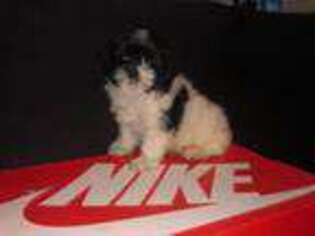Mutt Puppy for sale in Oak Park, MI, USA