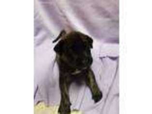 Mastiff Puppy for sale in Independence, MO, USA