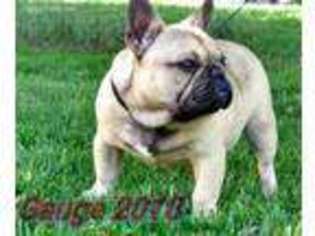 French Bulldog Puppy for sale in Menasha, WI, USA