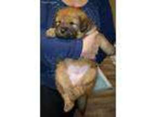 Tibetan Mastiff Puppy for sale in Danville, PA, USA