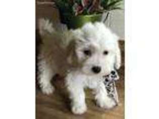 Bichon Frise Puppy for sale in Mountainburg, AR, USA