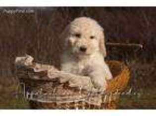 Goldendoodle Puppy for sale in Atlanta, GA, USA