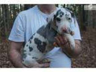 Great Dane Puppy for sale in Greenville, SC, USA