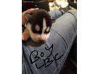 Siberian Husky Puppy for sale in Chelsea, MI, USA