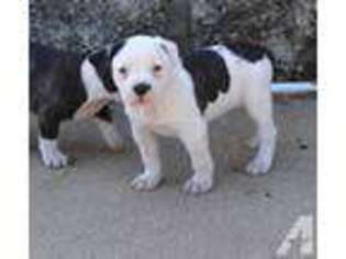 American Bulldog Puppy for sale in LICKING, MO, USA