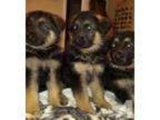 Mutt Puppy for sale in SOUTH GATE, CA, USA