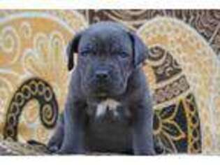 Cane Corso Puppy for sale in Marble Falls, TX, USA