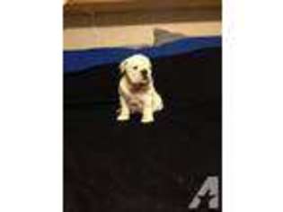 Bulldog Puppy for sale in LYONS, GA, USA