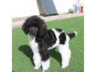 Mutt Puppy for sale in Parker, CO, USA