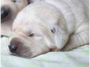 Golden Retriever Puppy for sale in Jones, OK, USA