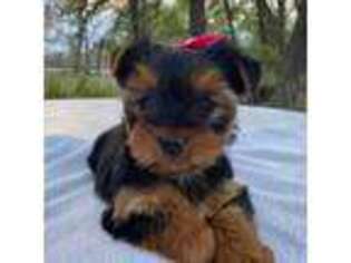 Yorkshire Terrier Puppy for sale in Hillsboro, TX, USA