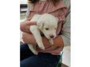 Labradoodle Puppy for sale in Chelsea, OK, USA