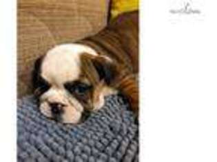 Medium Photo #1 Bulldog Puppy For Sale in Boston, MA, USA