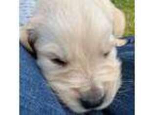Golden Retriever Puppy for sale in Gilbert, AZ, USA