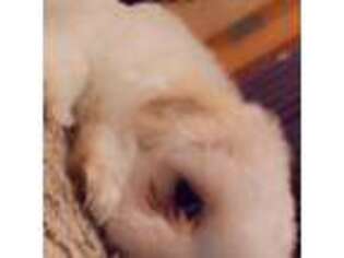Maltese Puppy for sale in Vernon Rockville, CT, USA