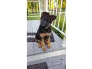 German Shepherd Dog Puppy for sale in Jacksonville, MO, USA