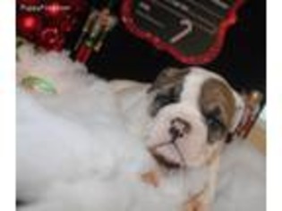 Bulldog Puppy for sale in Amarillo, TX, USA