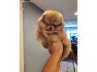 Pomeranian Puppy for sale in Des Moines, IA, USA