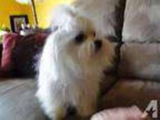 Maltese Puppy for sale in EL PASO, TX, USA