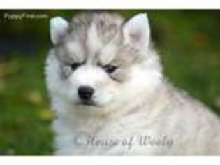 Siberian Husky Puppy for sale in San Diego, CA, USA