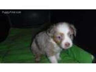 Miniature Australian Shepherd Puppy for sale in Big Sandy, TX, USA