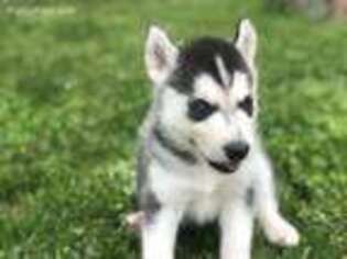 Siberian Husky Puppy for sale in Ely, MN, USA